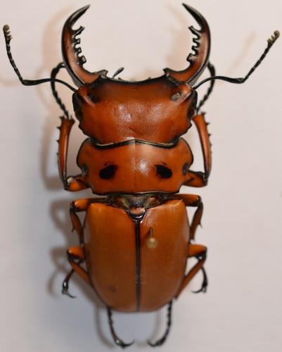 Réf. 250 696 : Homoderus mellyi